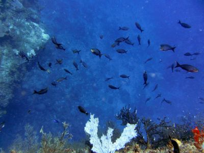 Tibisi II Diving Spot Las Galeras Samana